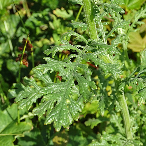 Wald-Greiskraut / Senecio sylvaticus