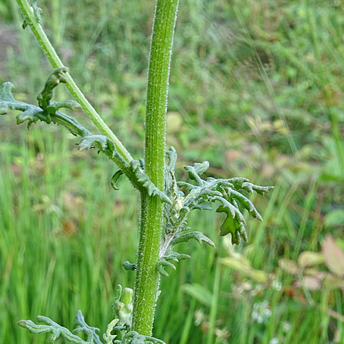 Wald-Greiskraut / Senecio sylvaticus