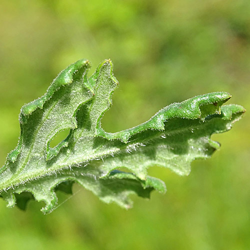 Wald-Greiskraut / Senecio sylvaticus