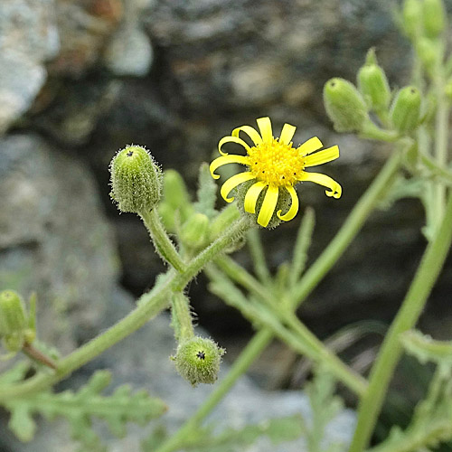 Klebriges Greiskraut / Senecio viscosus