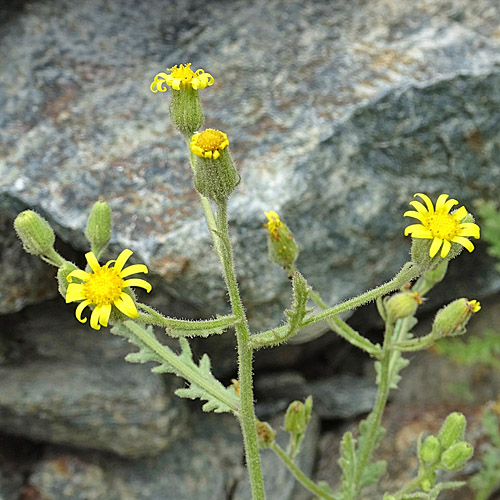 Klebriges Greiskraut / Senecio viscosus