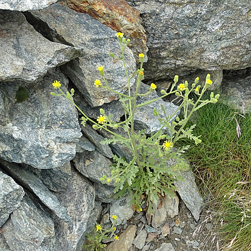 Klebriges Greiskraut / Senecio viscosus