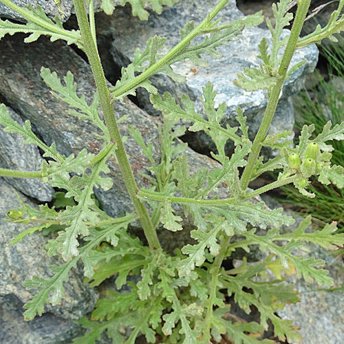 Klebriges Greiskraut / Senecio viscosus