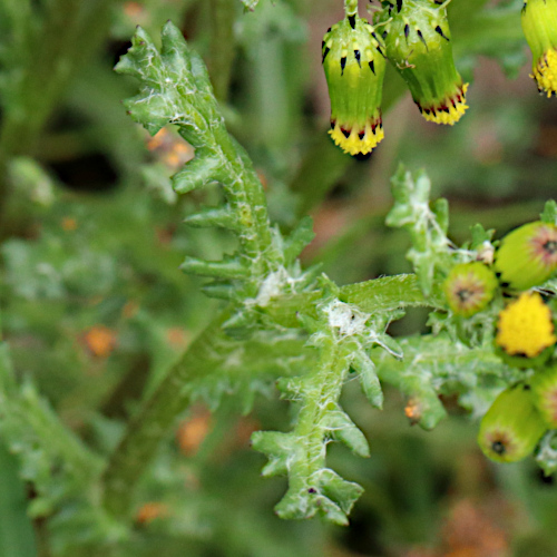 Gemeines Greiskraut / Senecio vulgaris