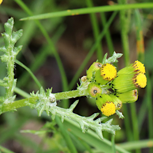 Gemeines Greiskraut / Senecio vulgaris