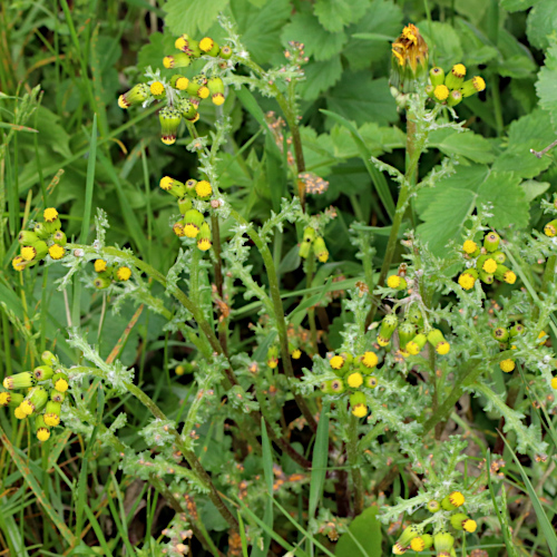 Gemeines Greiskraut / Senecio vulgaris