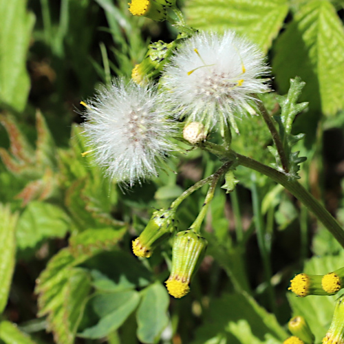 Gemeines Greiskraut / Senecio vulgaris