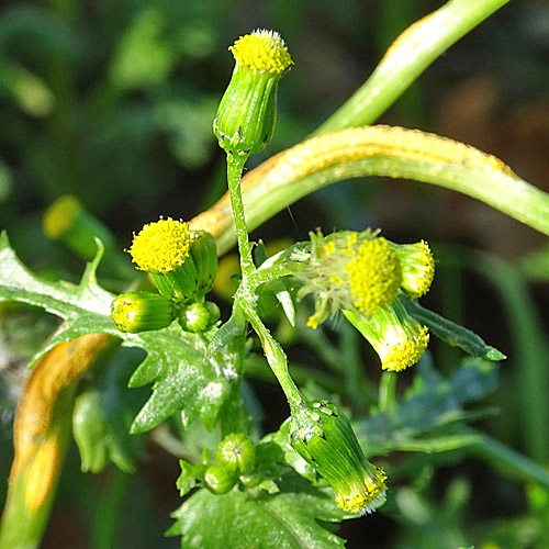 Gemeines Greiskraut / Senecio vulgaris