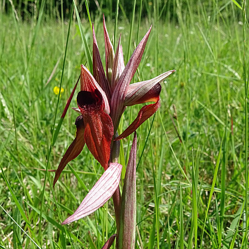 Pflugschar-Zungenstendel / Serapias vomeracea