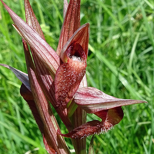 Pflugschar-Zungenstendel / Serapias vomeracea