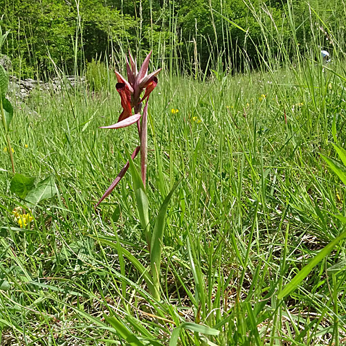 Pflugschar-Zungenstendel / Serapias vomeracea