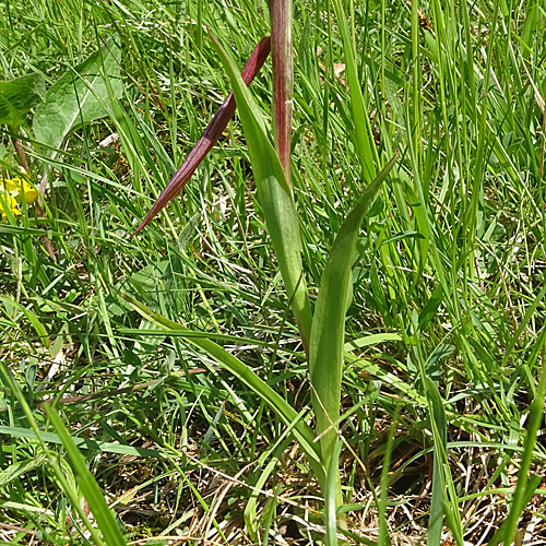 Pflugschar-Zungenstendel / Serapias vomeracea