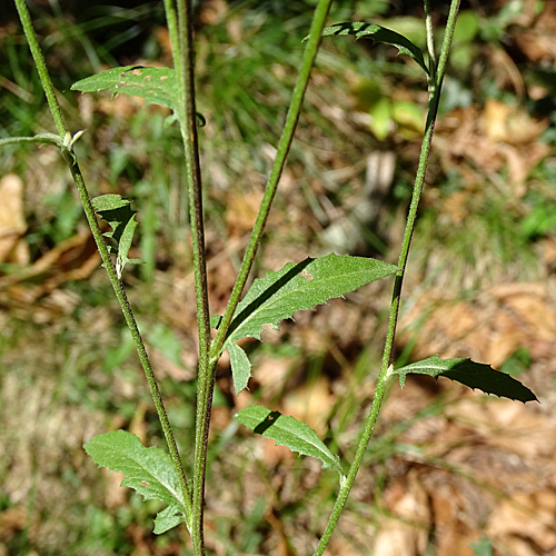 Färber-Scharte / Serratula tinctoria