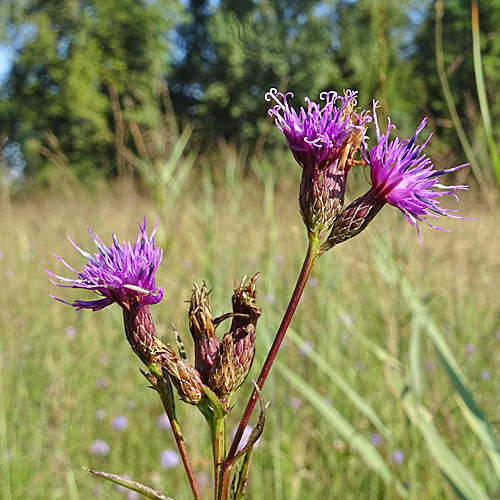 Färber-Scharte / Serratula tinctoria