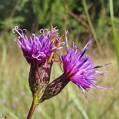 Färber-Scharte / Serratula tinctoria