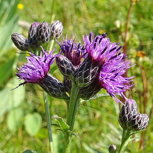 Grossköpfige Färber-Scharte / Serratula tinctoria subsp. monticola