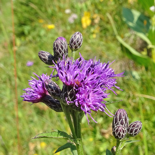 Grossköpfige Färber-Scharte / Serratula tinctoria subsp. monticola