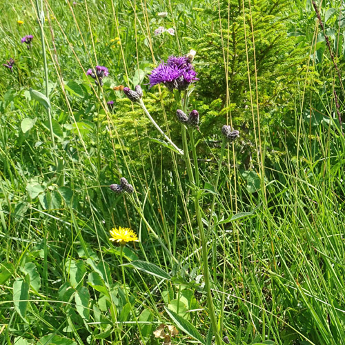 Grossköpfige Färber-Scharte / Serratula tinctoria subsp. monticola