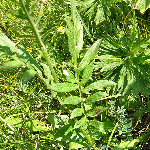 Grossköpfige Färber-Scharte / Serratula tinctoria subsp. monticola