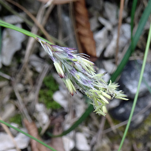 Kalk-Blaugras / Sesleria caerulea