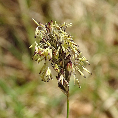 Kalk-Blaugras / Sesleria caerulea