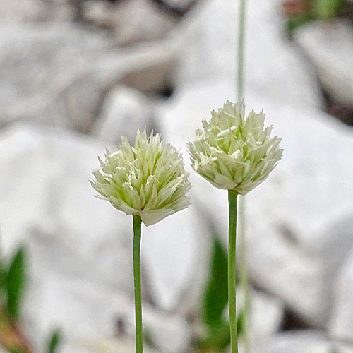 Kugelköpfiges Blaugras / Sesleria sphaerocephala