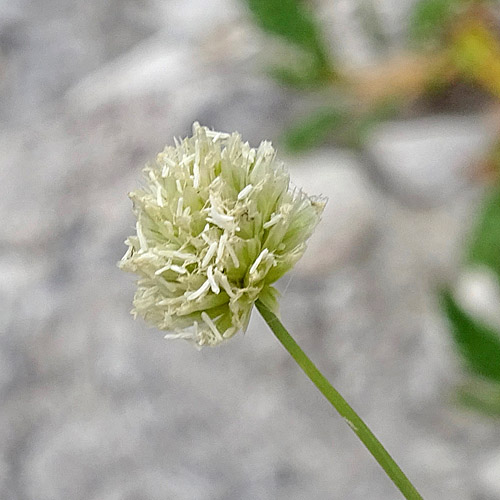 Kugelköpfiges Blaugras / Sesleria sphaerocephala