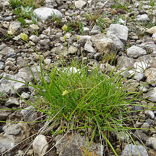 Kugelköpfiges Blaugras / Sesleria sphaerocephala