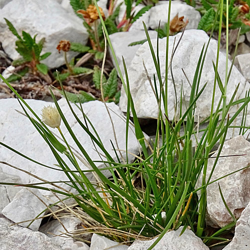 Kugelköpfiges Blaugras / Sesleria sphaerocephala