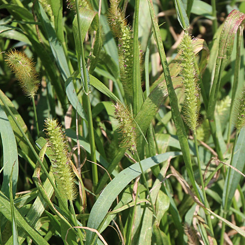 Graugrüne Borstenhirse / Setaria pumila