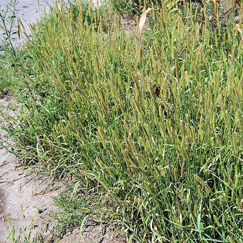 Graugrüne Borstenhirse / Setaria pumila