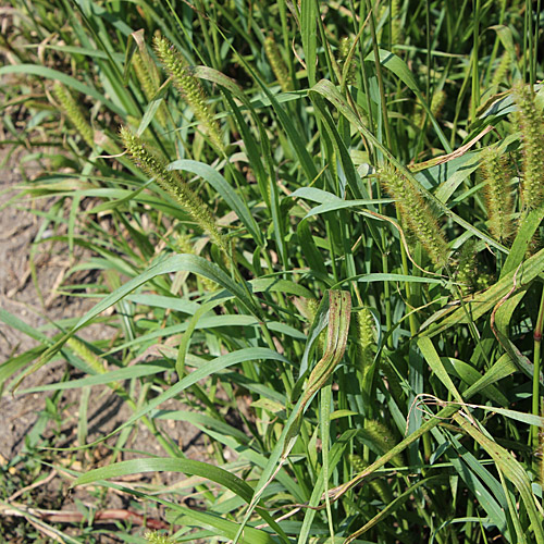 Graugrüne Borstenhirse / Setaria pumila