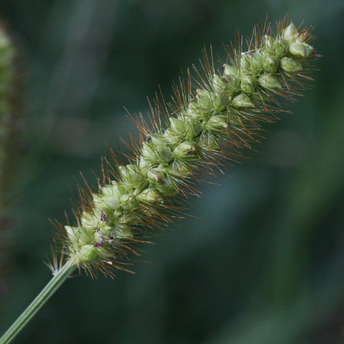 Graugrüne Borstenhirse / Setaria pumila