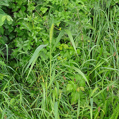 Grüne Borstenhirse / Setaria viridis