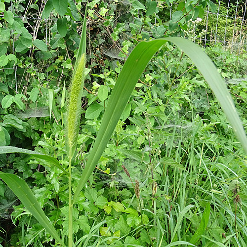 Grüne Borstenhirse / Setaria viridis