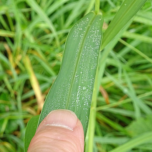 Grüne Borstenhirse / Setaria viridis