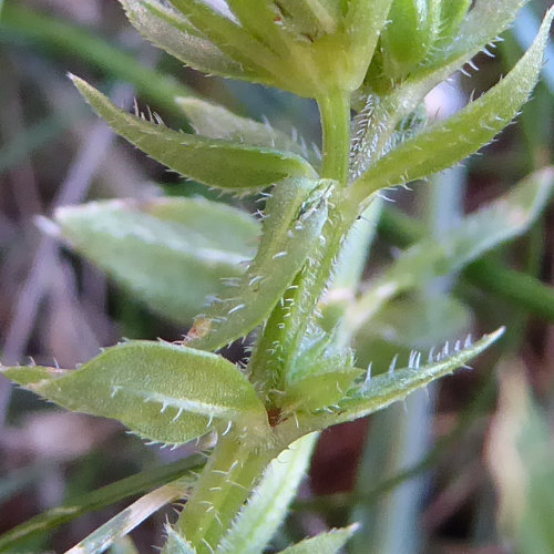 Ackerröte / Sherardia arvensis