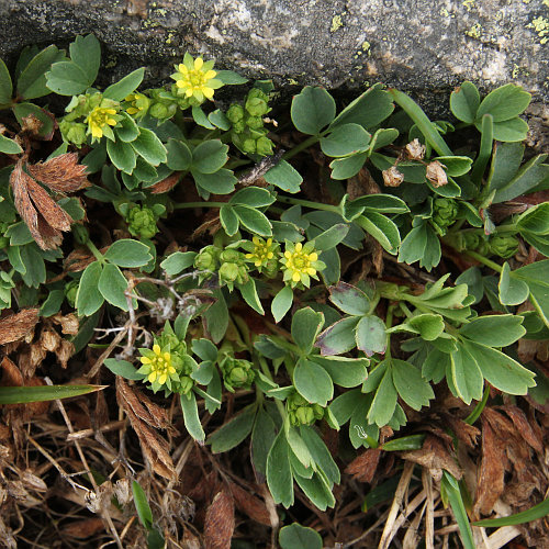 Alpen-Gelbling / Sibbaldia procumbens