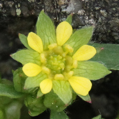 Alpen-Gelbling / Sibbaldia procumbens