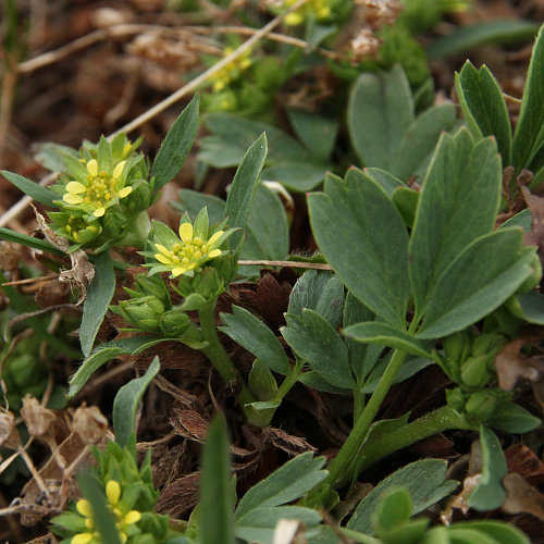 Alpen-Gelbling / Sibbaldia procumbens