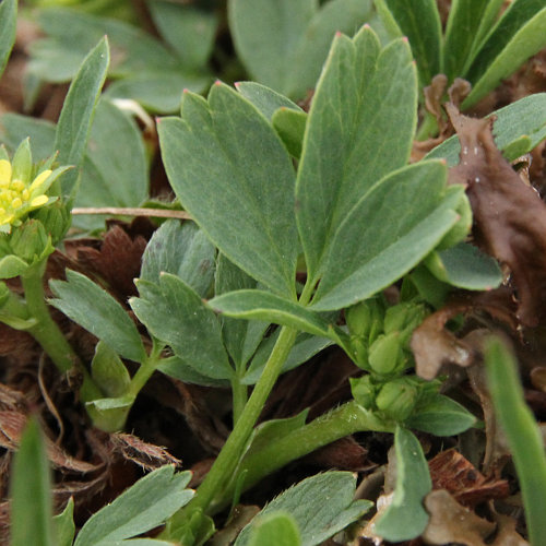 Alpen-Gelbling / Sibbaldia procumbens