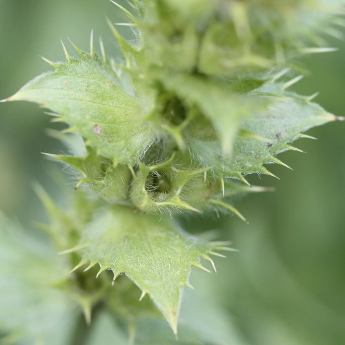 Ysopblättriges Gliedkraut / Sideritis hyssopifolia