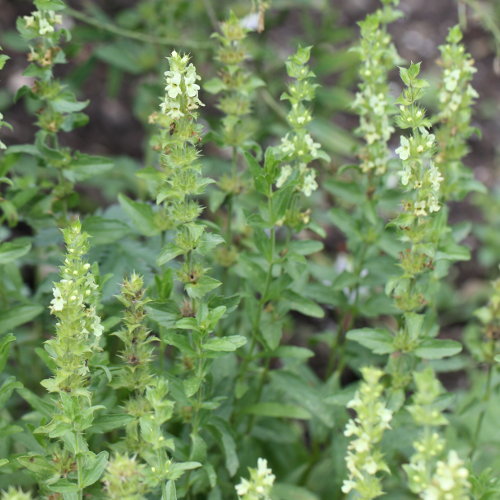 Ysopblättriges Gliedkraut / Sideritis hyssopifolia