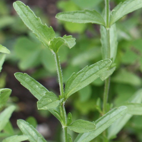 Ysopblättriges Gliedkraut / Sideritis hyssopifolia