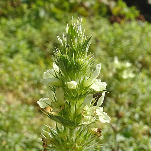 Ysopblättriges Gliedkraut / Sideritis hyssopifolia