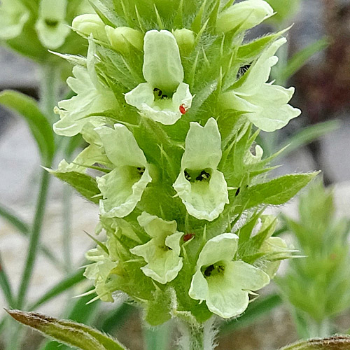 Ysopblättriges Gliedkraut / Sideritis hyssopifolia