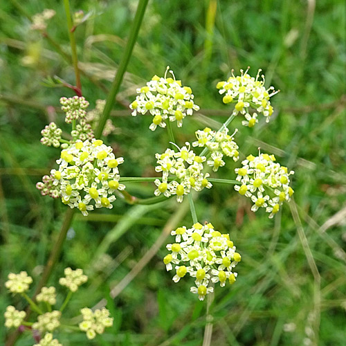 Wiesensilge / Silaum silaus