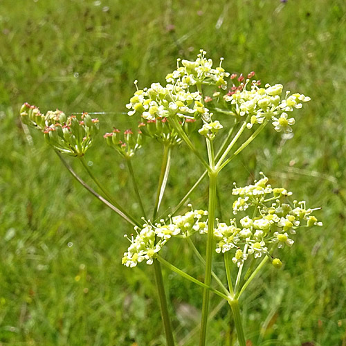 Wiesensilge / Silaum silaus