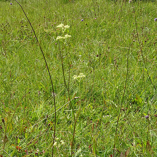 Wiesensilge / Silaum silaus