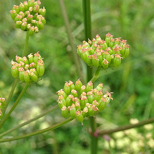 Wiesensilge / Silaum silaus